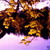 1429.gif